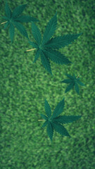 Falling cannabis leaves, blurred background of green grass
