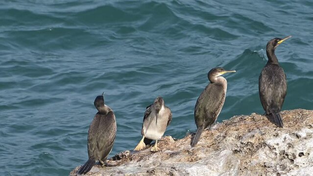 European Shags or Common Shags cormorants birds standing on the cliff in the sea (Phalacrocorax aristotelis).
