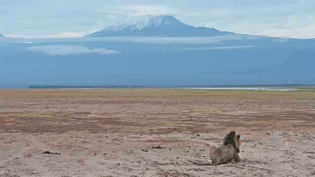 Male lion lying on the background of Mount Kilimanjaro in the Amboseli National Park in Kenya, Africa
