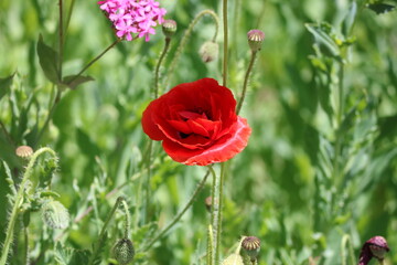 red poppy flower