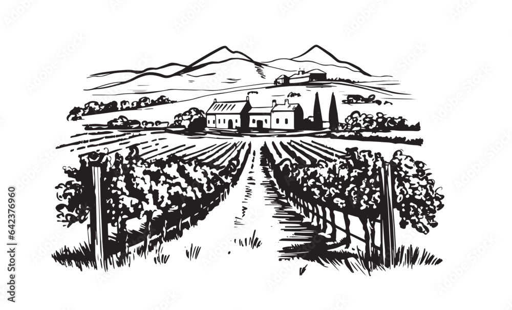 Wall mural wine plantations hand drawn, vector.