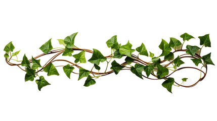 Ivy, ivy branches and ivy tendrilon on transparent background , isolated, png