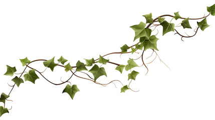 Ivy, ivy branches and ivy tendrilon on transparent background , isolated, png