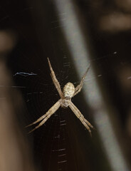 white spider in north australia