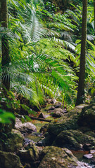 Fototapeta premium vegetation of the oldest rainforest in the world in Queensland Australia