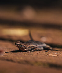 macro shot of a lizard in australia