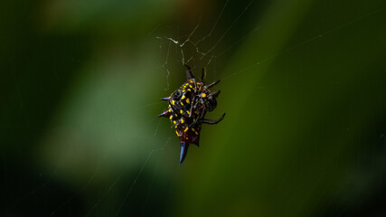 macro shot of a crab spider
