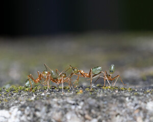 Anoplolepis gracilipes macro shot
