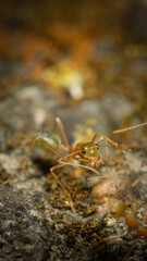 Anoplolepis gracilipes macro shot