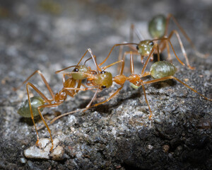 Anoplolepis gracilipes macro shot