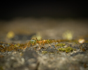 Anoplolepis gracilipes macro shot