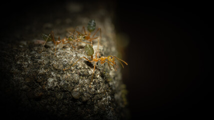 Anoplolepis gracilipes macro shot