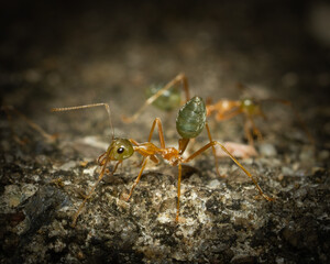 Anoplolepis gracilipes macro shot
