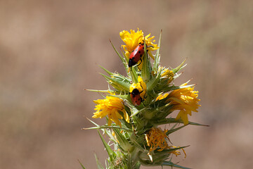 Insectos de color rojo con lunares negros sobre una planta con flores amarillas en un prado en España.