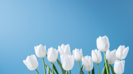 White tulips on blue background White flowers