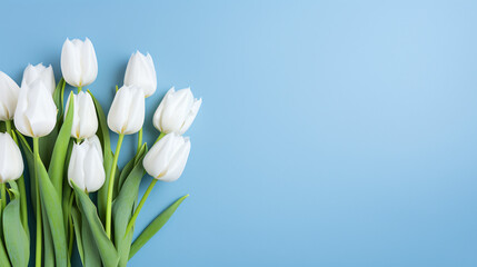 White tulips on blue background White flowers