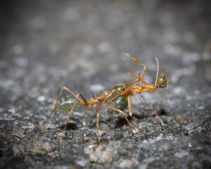 Anoplolepis gracilipes macro shot
