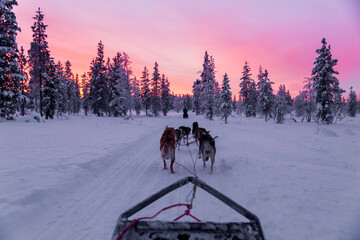 Unrecognizable men in warm clothes walking with pack of dogs on snowy land