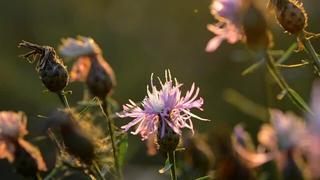 Pink wild-growing wild flower swaying in wind at sunset dawn close-up. Concept nature, wild nature, natural, blooming plants. Flowering flowers background. Climate change, environment, global warming