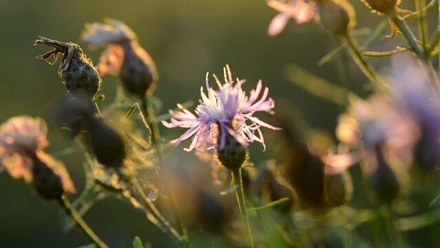 Pink wild-growing wild flower swaying in wind at sunset dawn close-up. Concept nature, wild nature, natural, blooming plants. Flowering flowers background. Climate change, environment, global warming