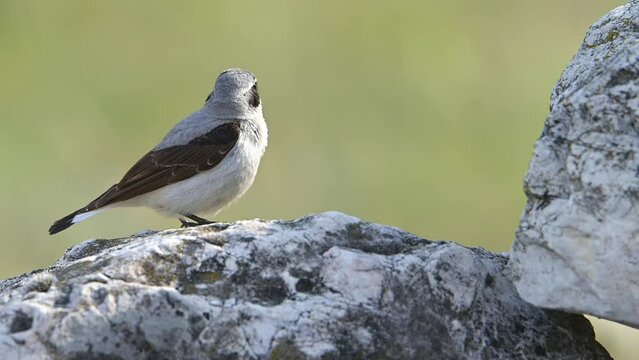Bird Northern wheatear or Wheatear perched on a rock close-up (Oenanthe oenanthe).