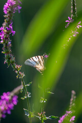 Papillon en train de butiner