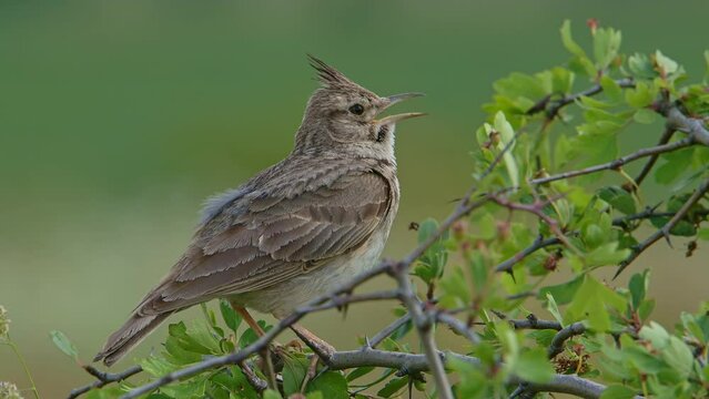 Bird Crested lark bird singing on a small bush, closeup with audio (Galerida cristata).