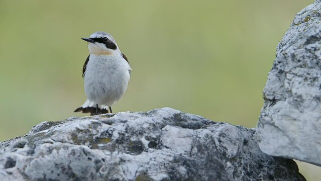 Bird Northern wheatear or Wheatear perched on a rock Close-up (Oenanthe oenanthe).