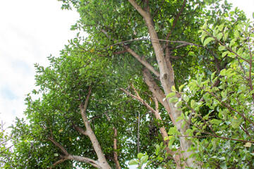wide angle canopy shot in a beautiful green forest, green forest canopy looking sky, low angle shot.