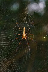 Golden Orb Spider macro shot