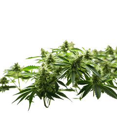 Fototapeta premium Marijuana plant and Cannabis buds and twigs on transparent background, isolated, png