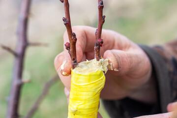 the gardener makes the grafting of a fruit tree by the splitting method. A man covers a cut of a branch with garden putty - obrazy, fototapety, plakaty