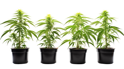 Cannabis plant in a flower pot on transparent background, isolated, png