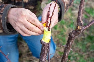 the gardener makes the grafting of a fruit tree by the splitting method. A man wraps the grafting site with electrical tape