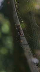 Golden Orb Spider macro shot