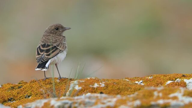 Bird Female Pied wheatear bird perched on a rock (Oenanthe pleschanka).