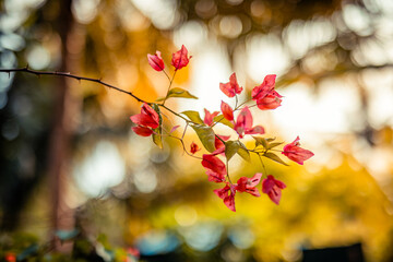 Beautiful bougainvillea flowers. Pink magenta floral background. Tropical Mediterranean garden closeup blooming petals, romantic love summer nature plants. Cozy idyllic blossoms wallpaper sunset light