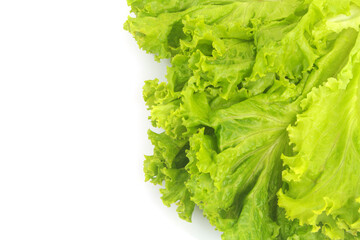 Fresh salad leaves isolated on white background. Copy space for text.