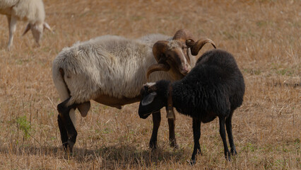 Sardinian breed ram tries to mate with a black sheep.