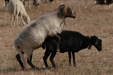 Sardinian breed ram tries to mate with a black sheep.