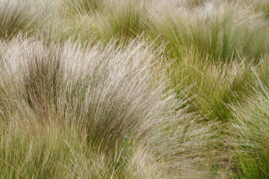 Dry lush grass growing in field