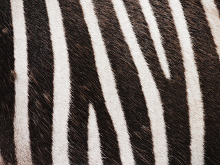 Zebra with black and white stripes texture
