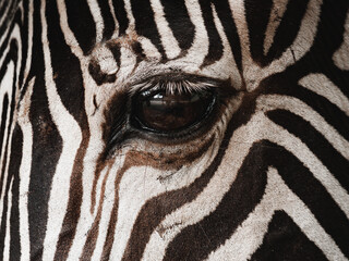 Close up of zebra grazing eyes