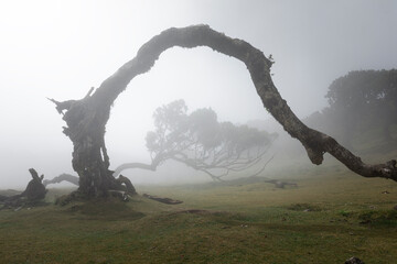 Magical tree with arch in the morning fog on grassland of forest