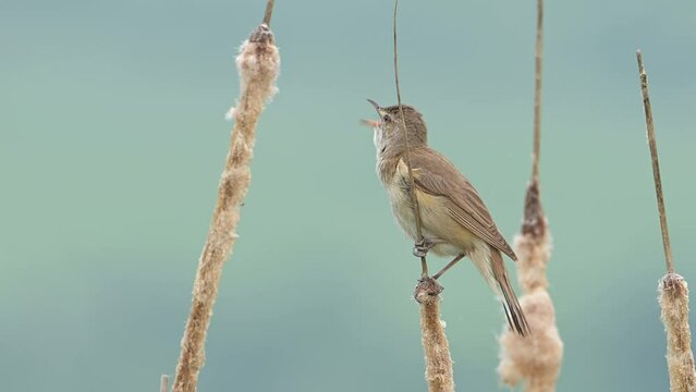 Bird Great reed warbler bird singing perched at lake cattails, with audio (Acrocephalus arundinaceus).