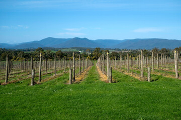 Obraz premium オーストラリア メルボルン ヤラバレー Yarra Valley Melbourne Australia