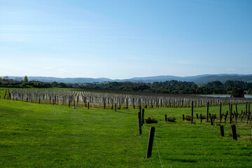 Obraz premium オーストラリア メルボルン ヤラバレー Yarra Valley Melbourne Australia