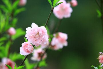 blooming Apricot Blossoms or Almond Blossoms with soft background,beautiful pink flowers blooming on the branches in the garden 