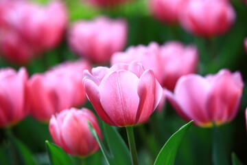 Tulip flowers blooming in the garden with green leaves