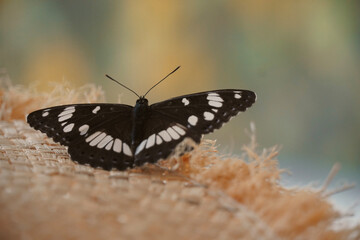 Black butterfly resting on top of a straw hat with nature background. 